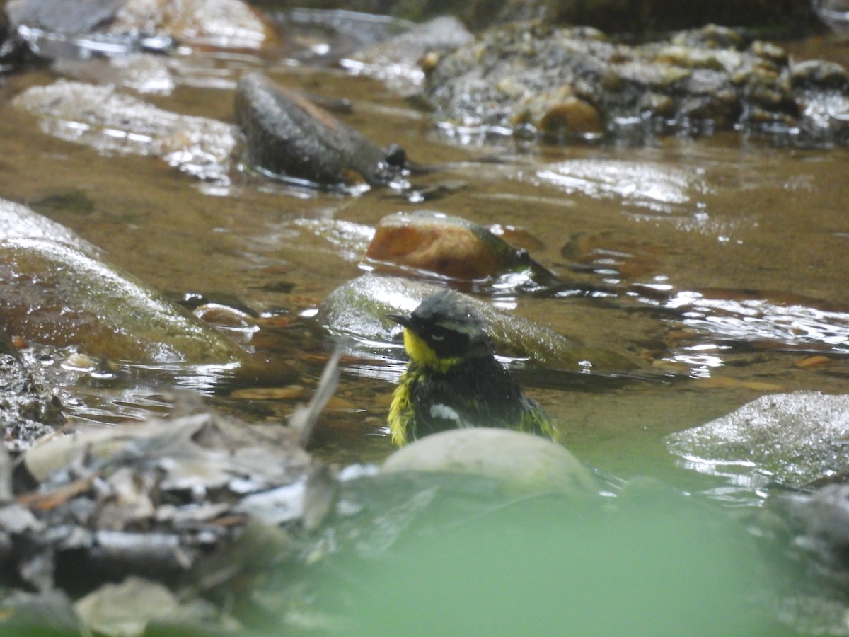 Magnolia Warbler - ML638698547
