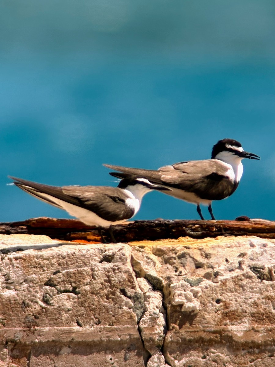 Bridled Tern - ML638698553