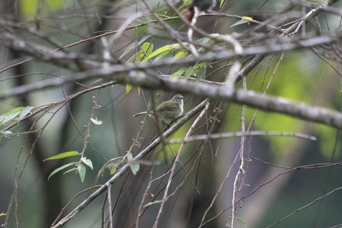 Mistletoe Tyrannulet - ML638698559
