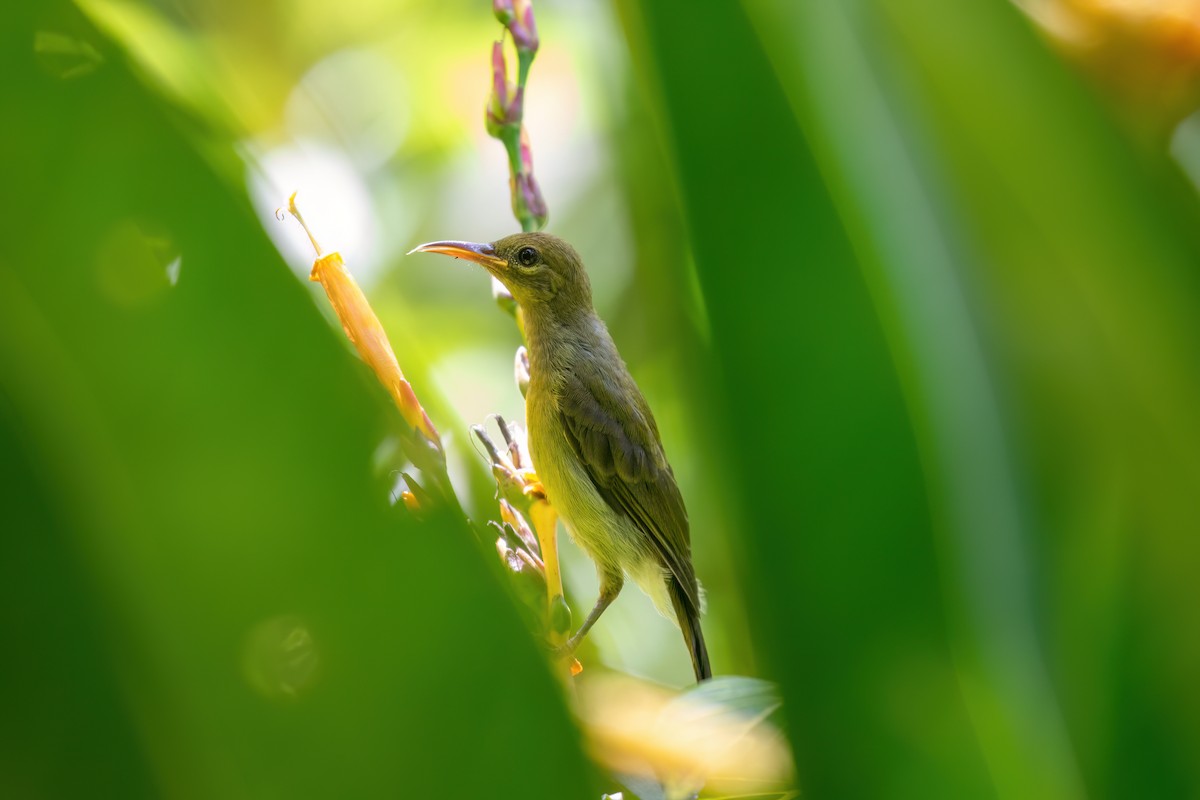 sunbird sp. - ML638698570