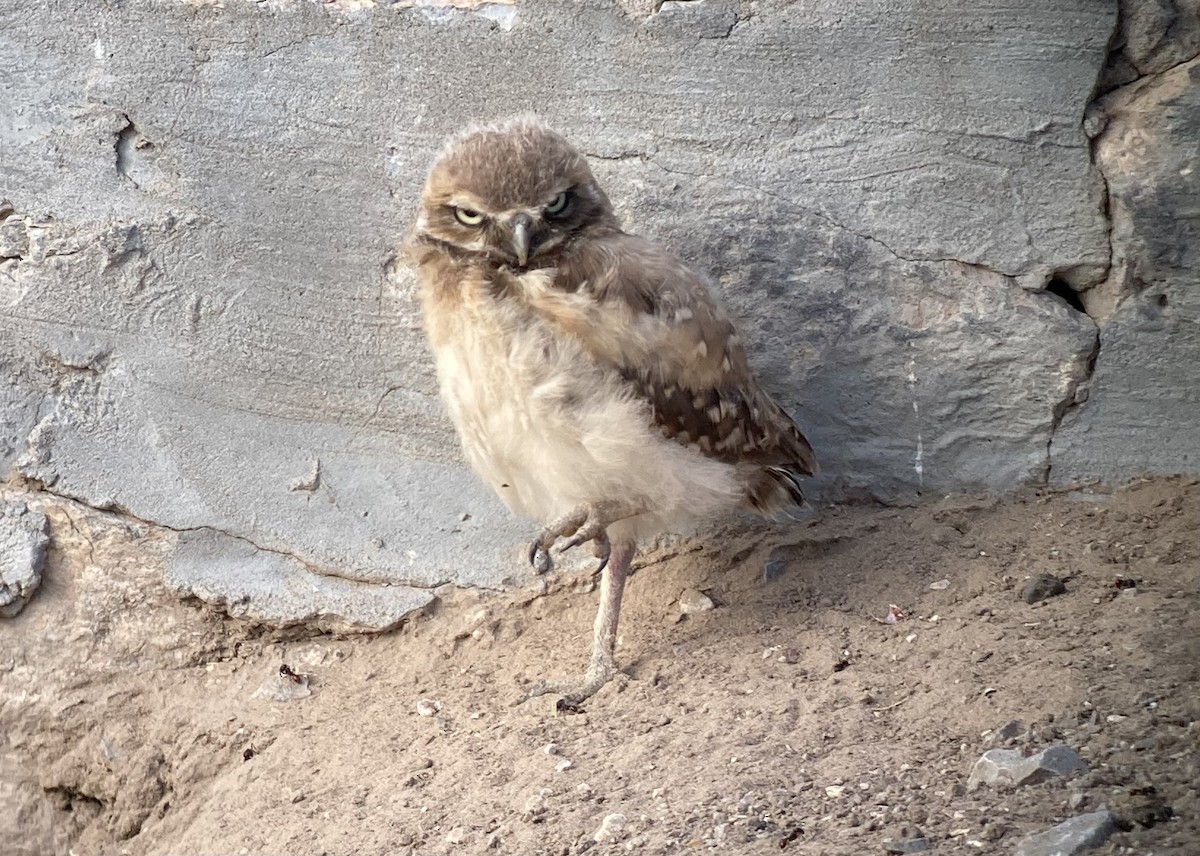 Burrowing Owl - ML638698582
