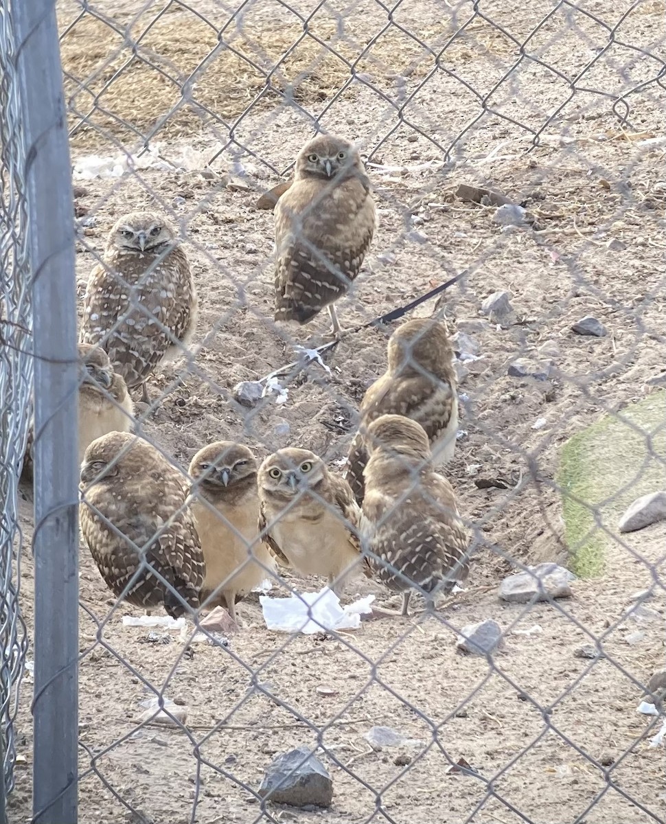 Burrowing Owl - ML638698589