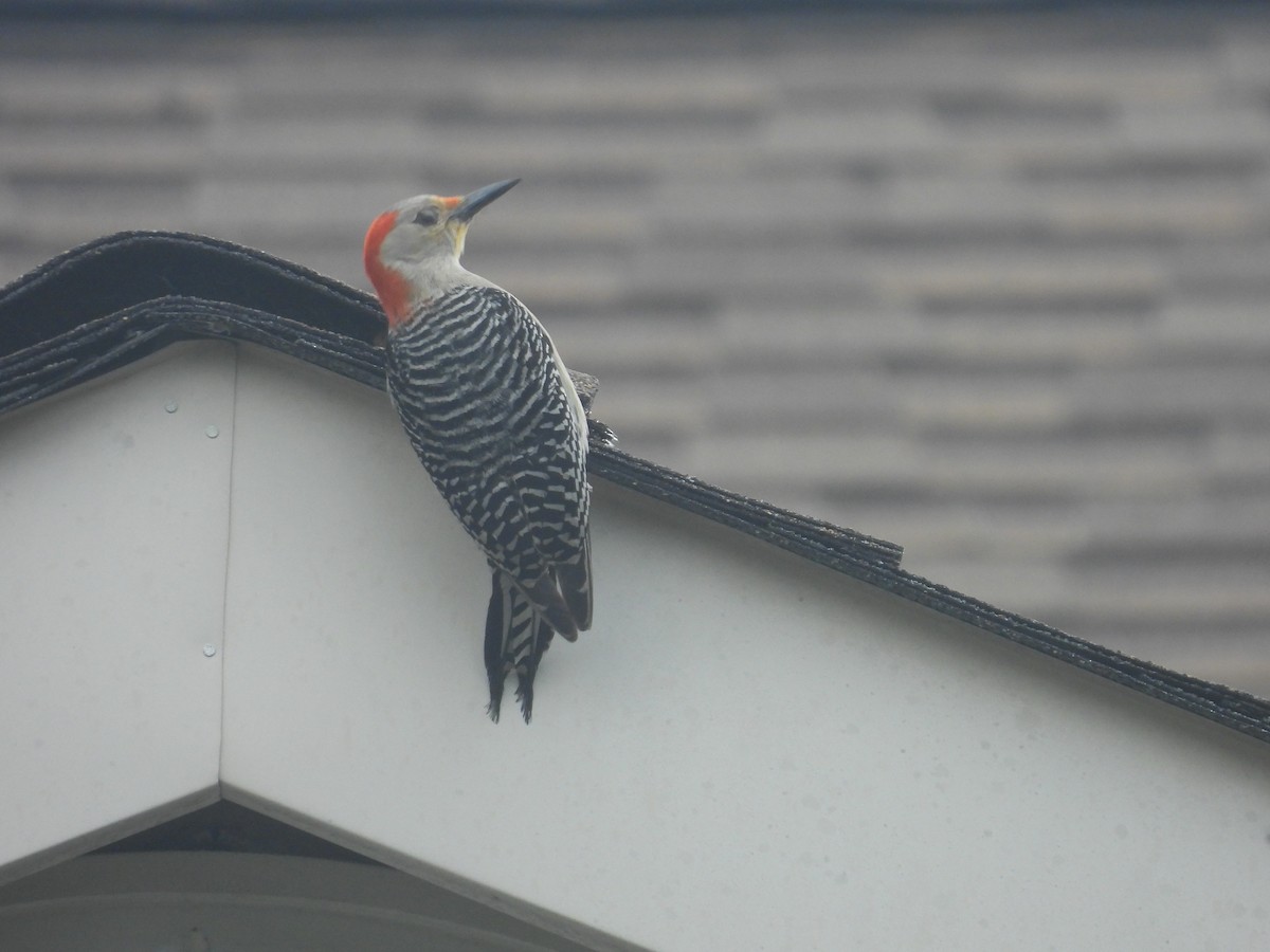 Red-bellied Woodpecker - ML638698592