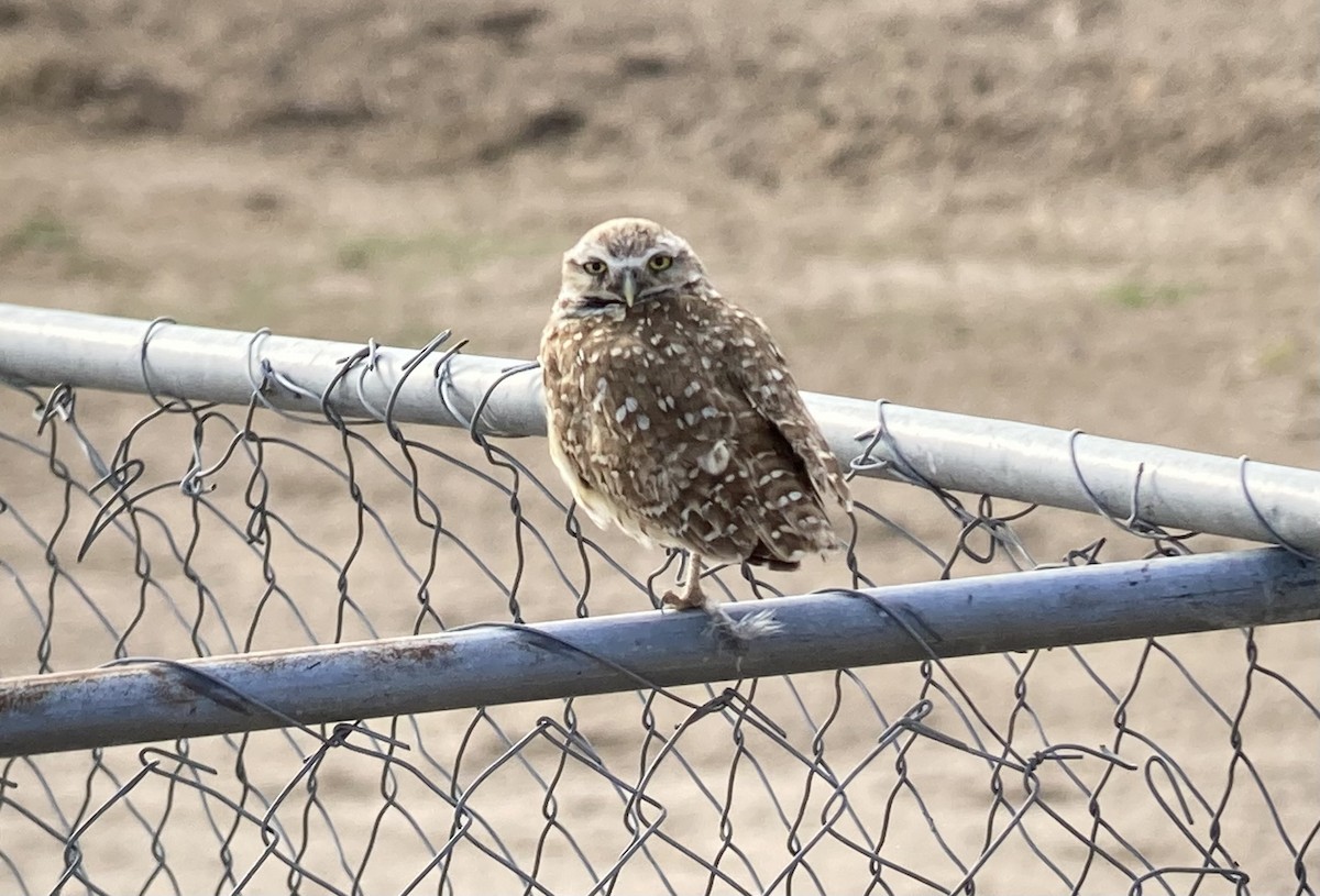Burrowing Owl - ML638698595