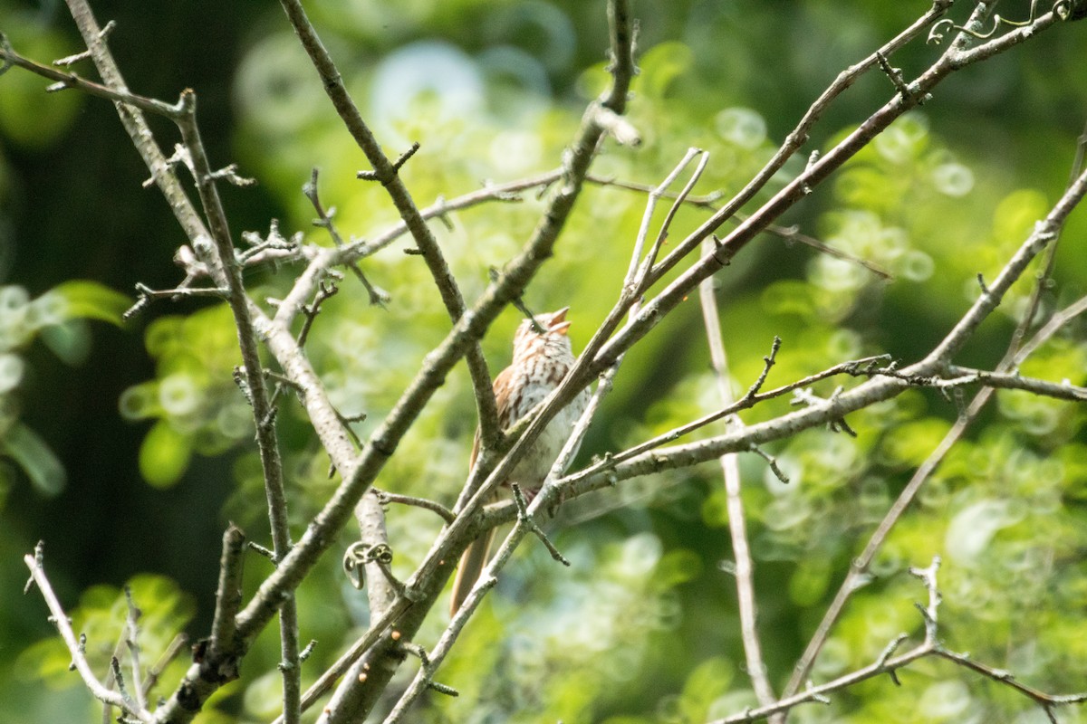 Song Sparrow - ML638698619