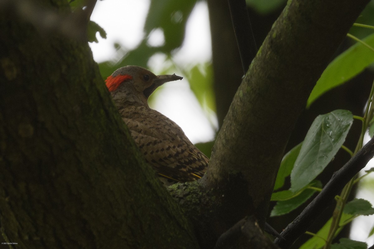 Northern Flicker - ML638698626