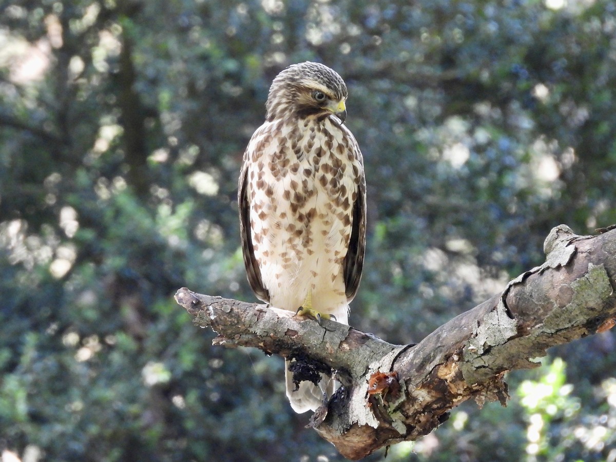 Red-shouldered Hawk - ML638698643