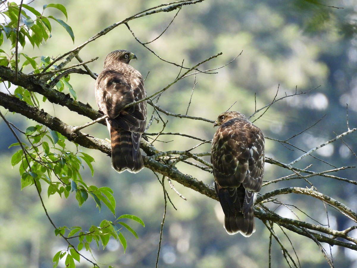 Red-shouldered Hawk - ML638698645
