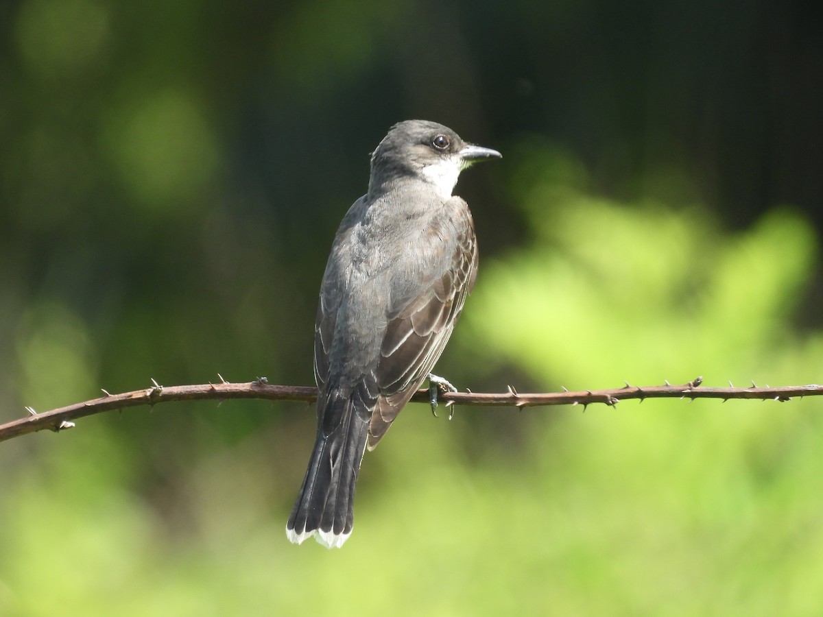 Eastern Kingbird - ML638698652