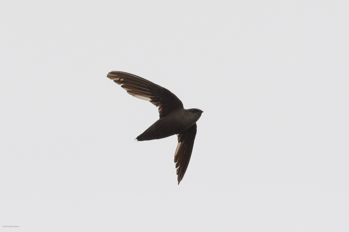Chimney Swift - ML638698653