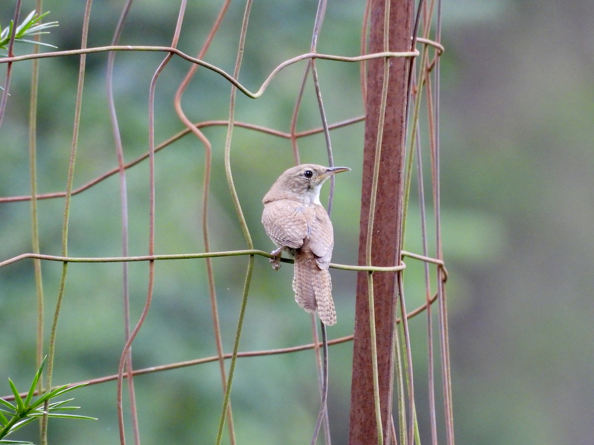 Northern House Wren - ML638698659