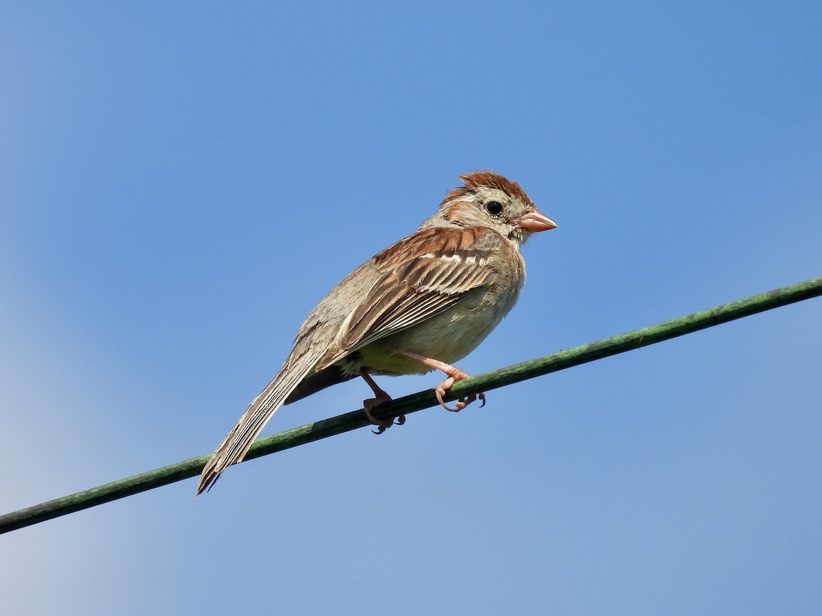 Field Sparrow - ML638698669