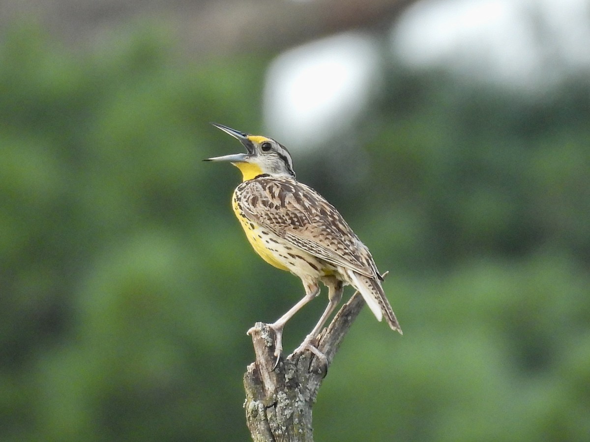 Eastern Meadowlark - ML638698674