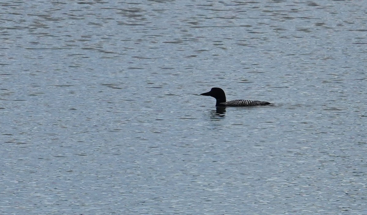 Common Loon - ML638698687