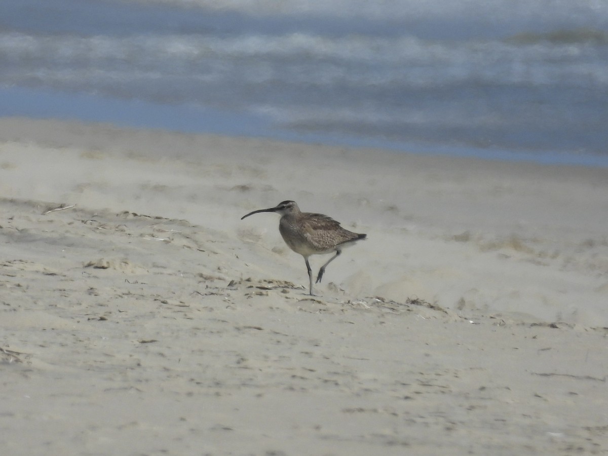 Hudsonian Whimbrel - ML638698693