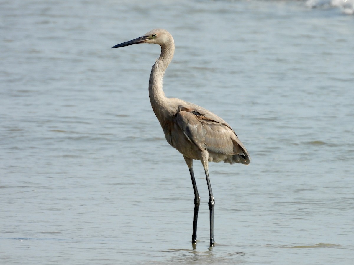 Reddish Egret - ML638698696