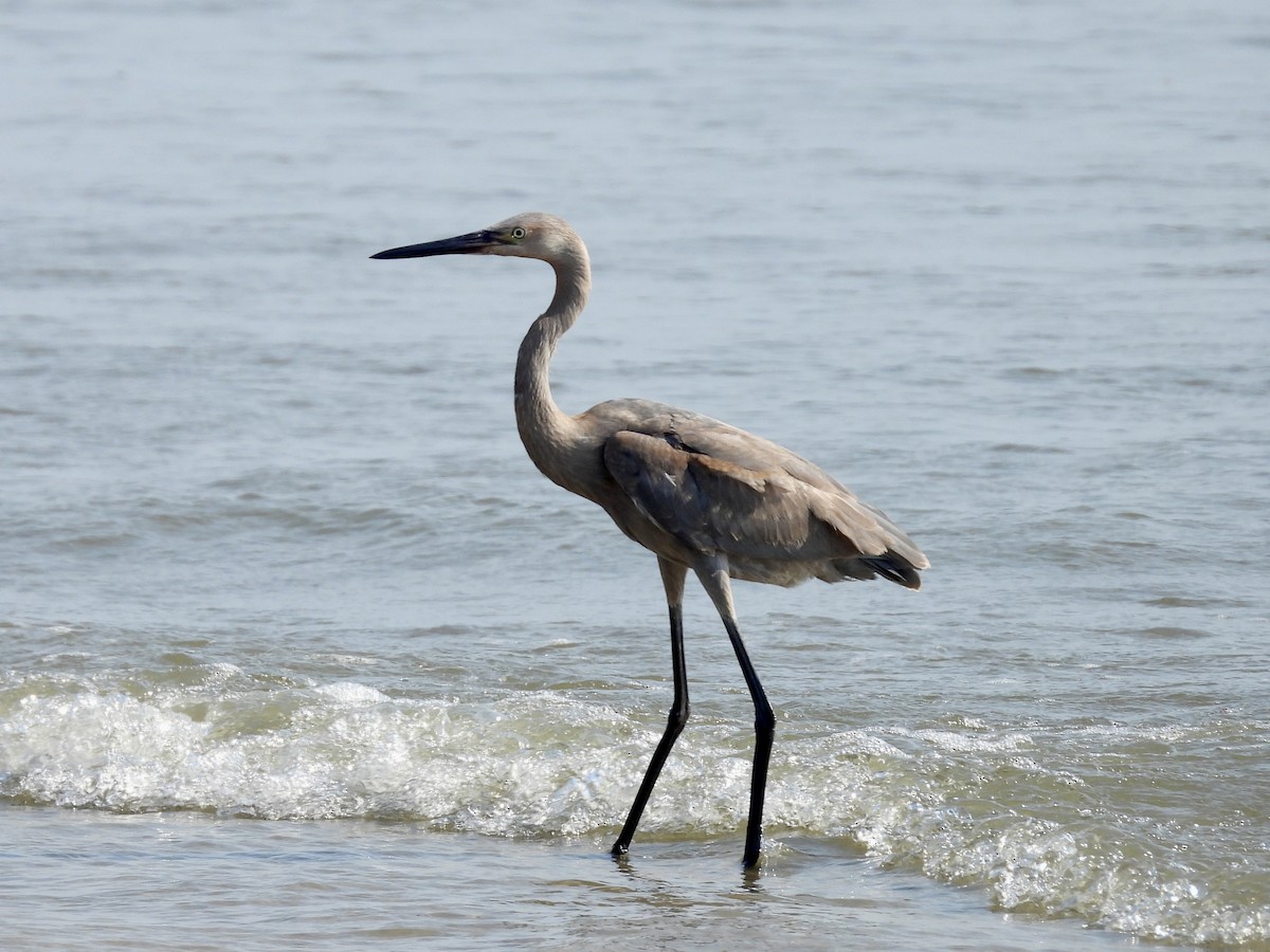 Reddish Egret - ML638698697