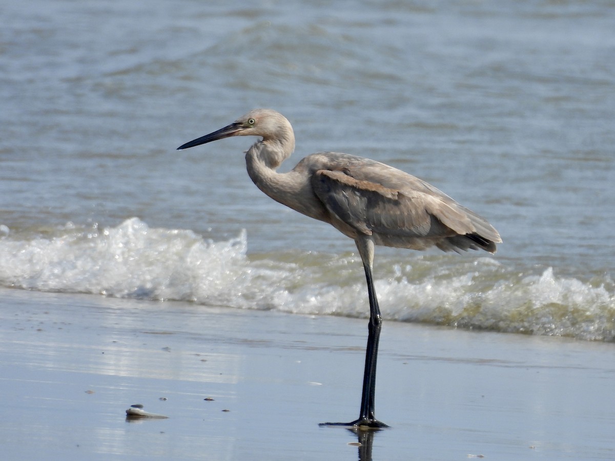 Reddish Egret - ML638698698