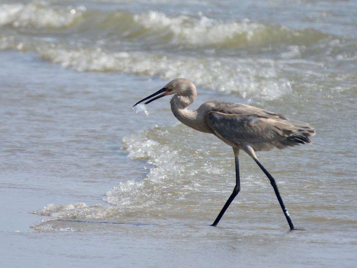 Reddish Egret - ML638698699