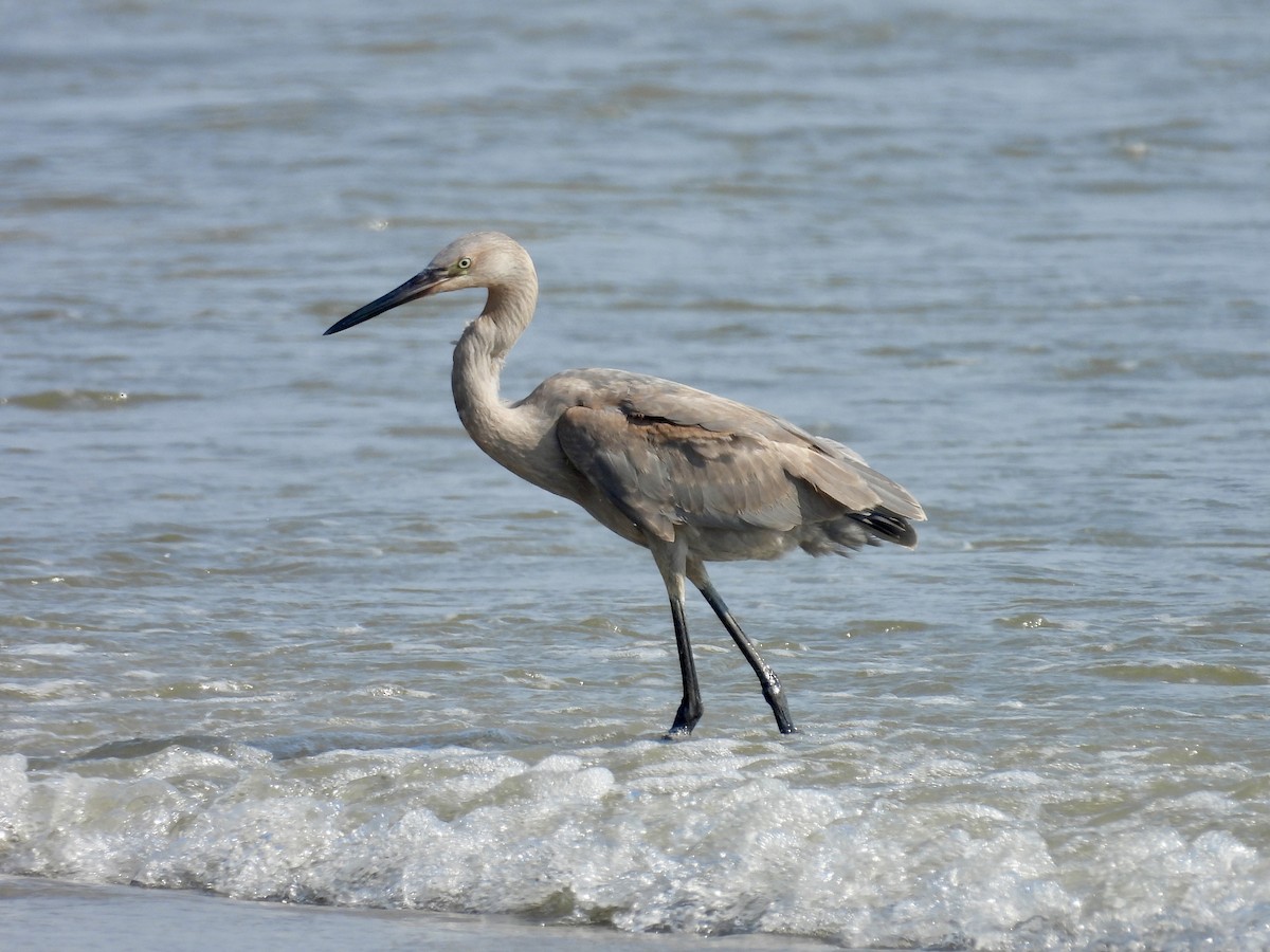 Reddish Egret - ML638698700