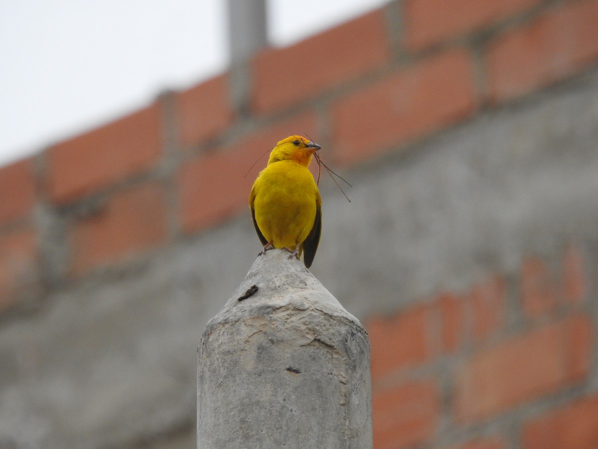 Saffron Finch - ML638698705