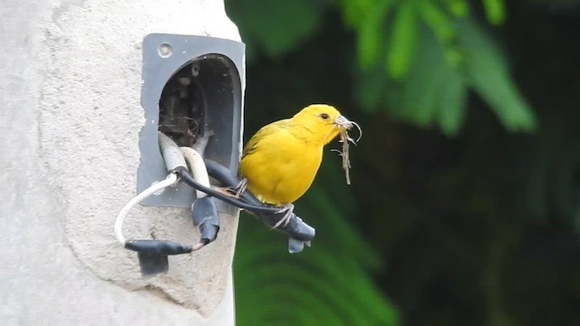 Saffron Finch - ML638698717