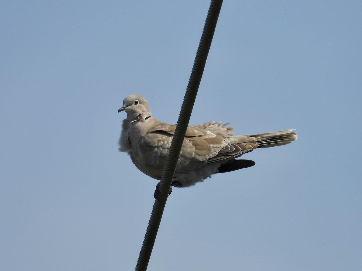 Eurasian Collared-Dove - ML638698719