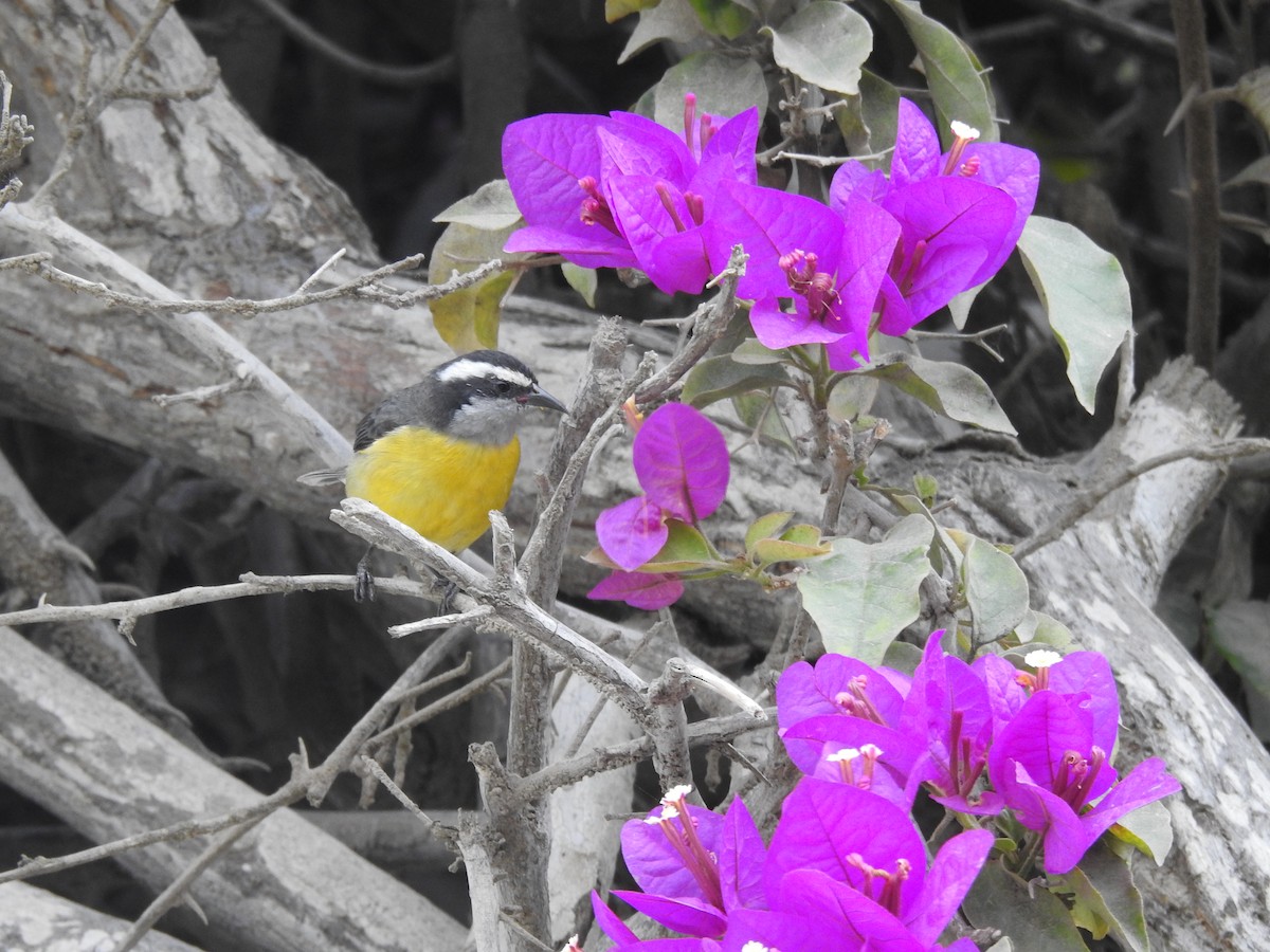 Bananaquit - ML638698802