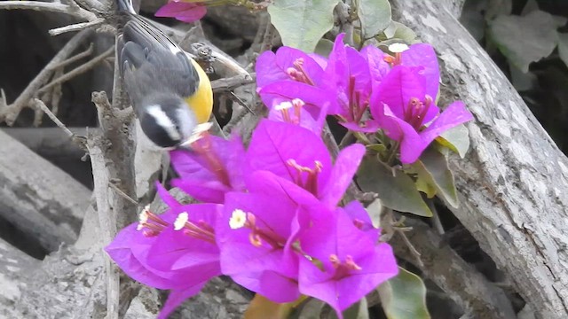 Bananaquit - ML638698803
