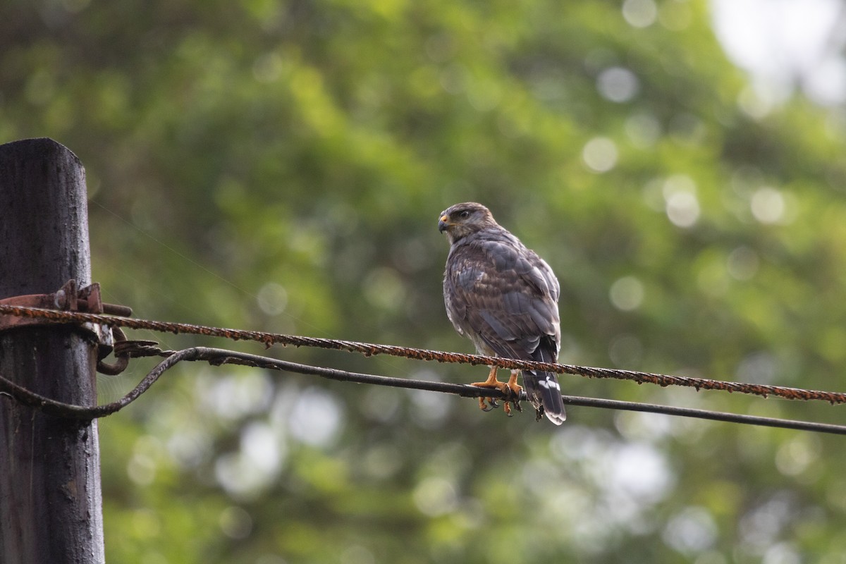 Gray Hawk - ML638698813