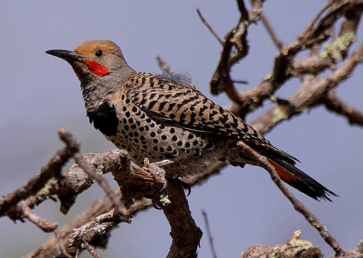 Northern Flicker - ML638698825