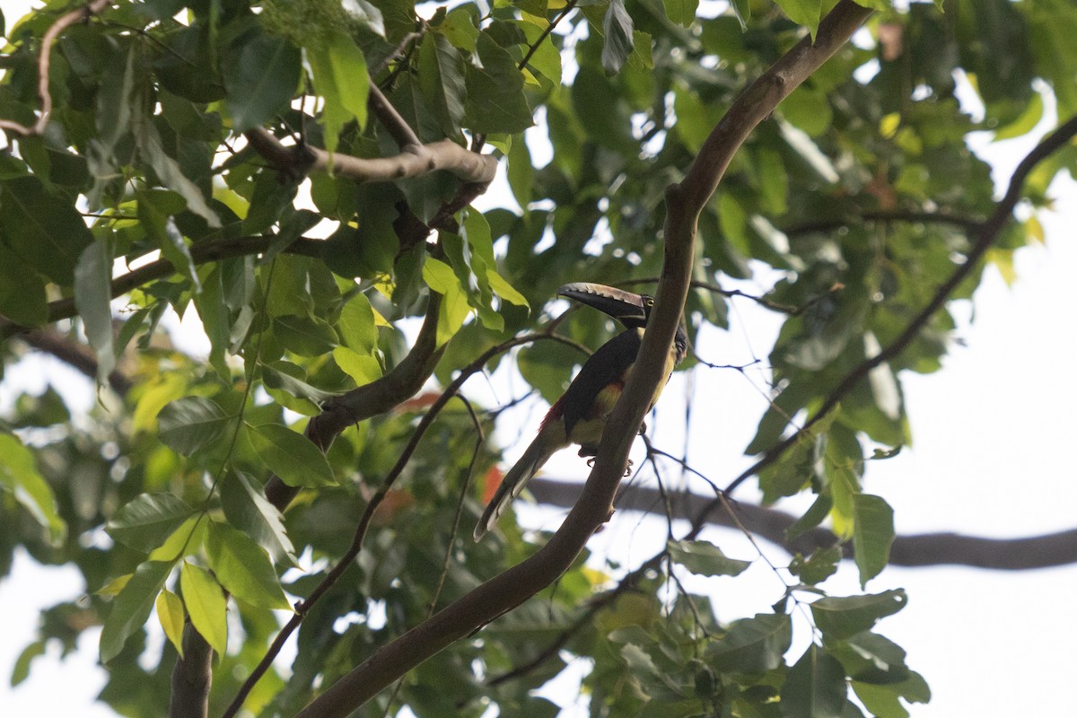 Collared Aracari - ML638698849