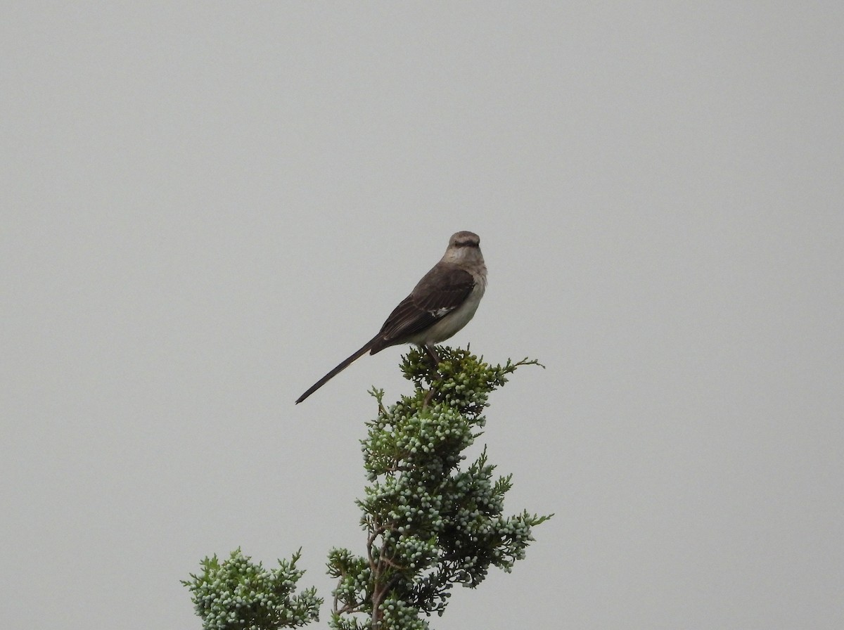 Northern Mockingbird - ML638698878