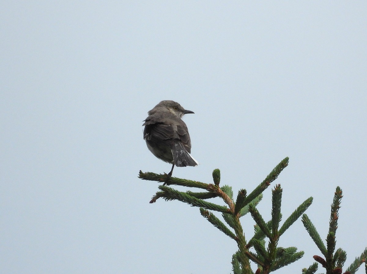 Northern Mockingbird - ML638698879