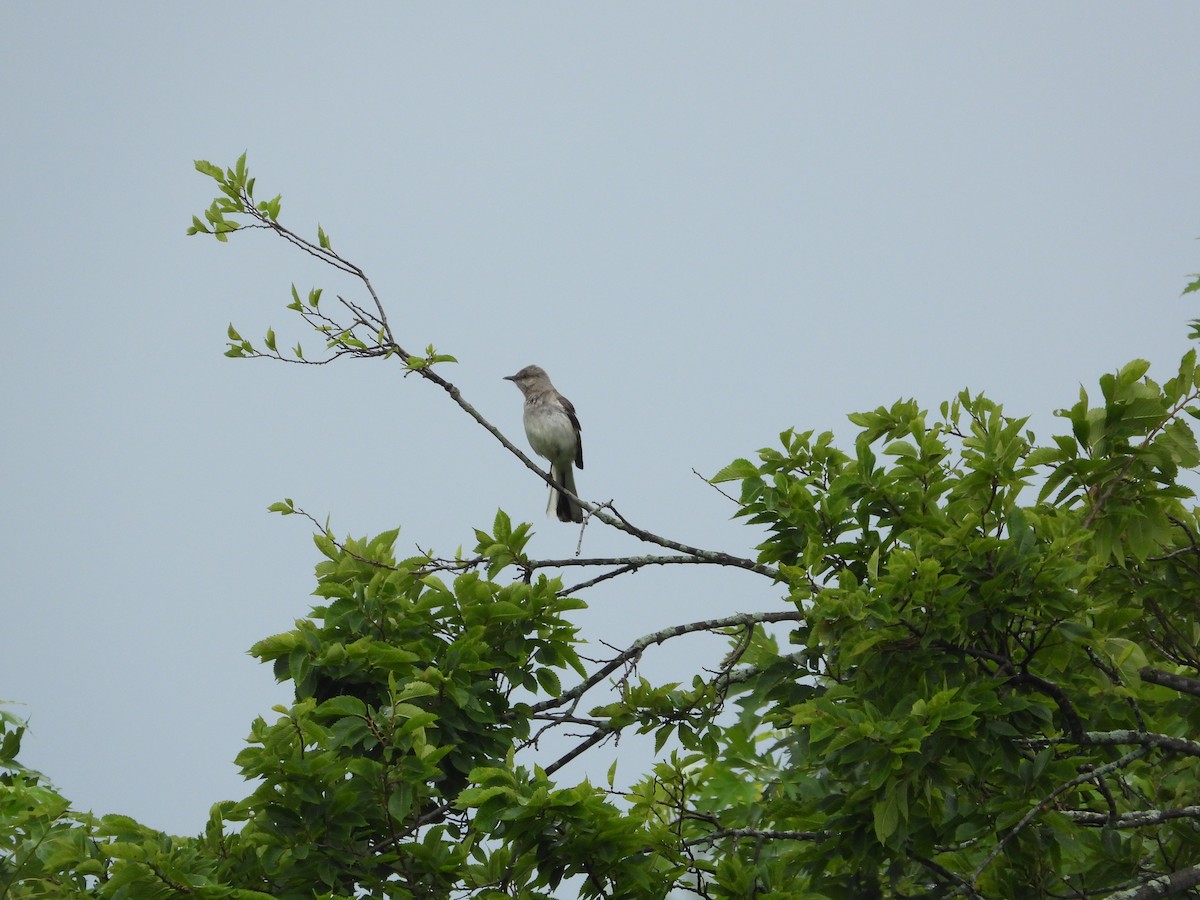 Northern Mockingbird - ML638698880