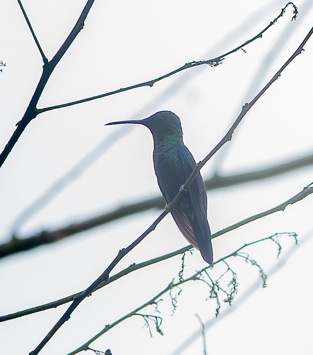 Rufous-tailed Hummingbird - ML638698907