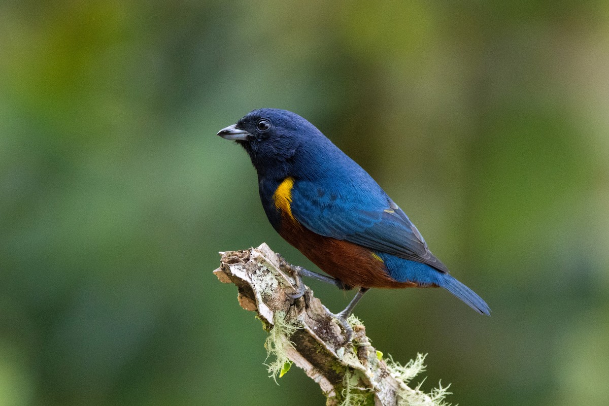 Chestnut-bellied Euphonia - ML638698925