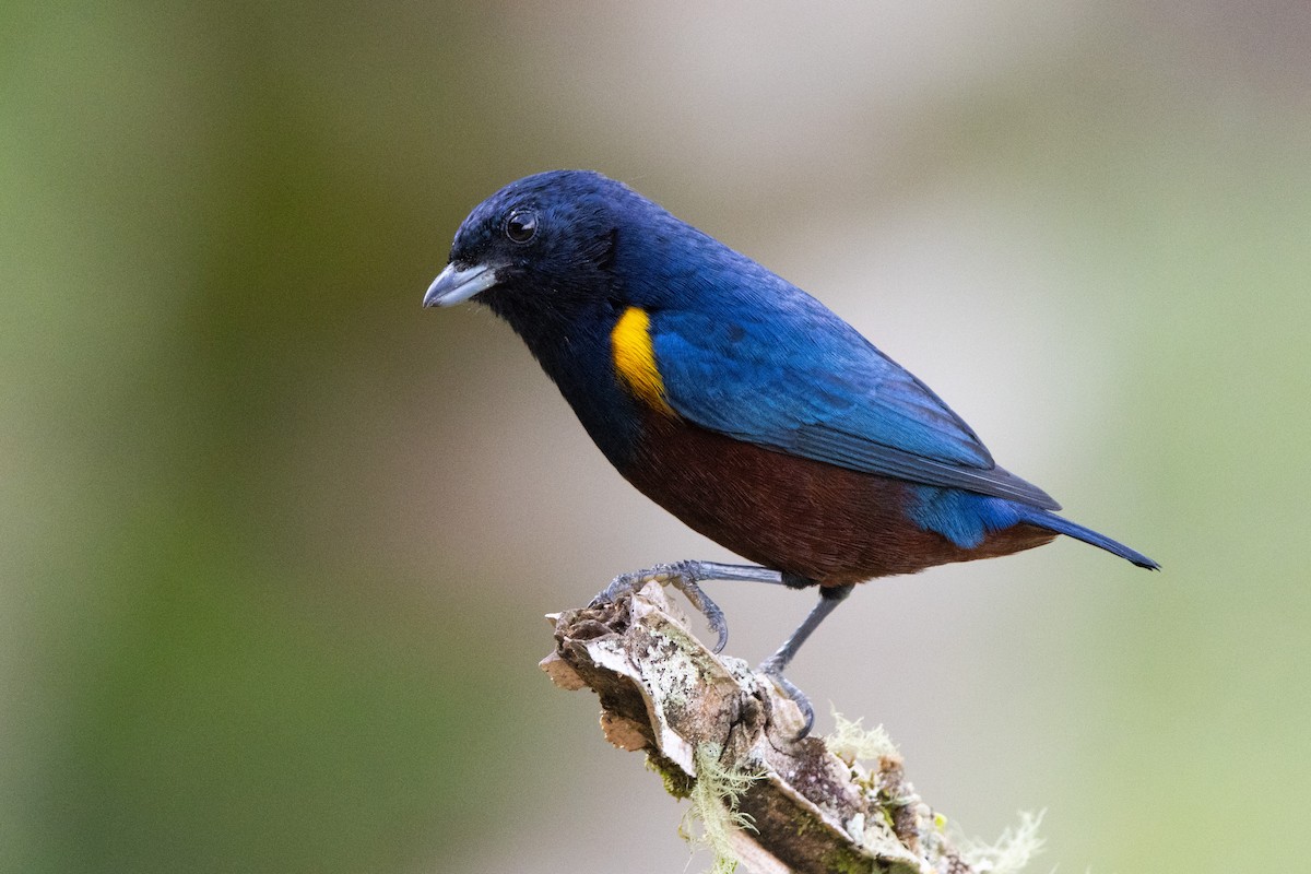 Chestnut-bellied Euphonia - ML638698926