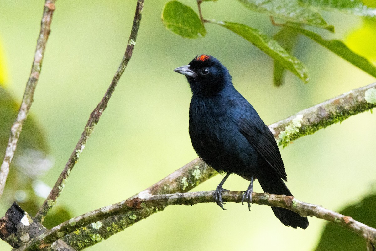 Ruby-crowned Tanager - ML638698937