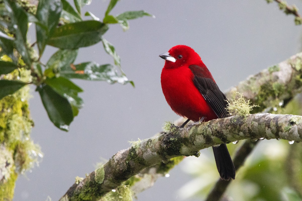 Brazilian Tanager - ML638698943