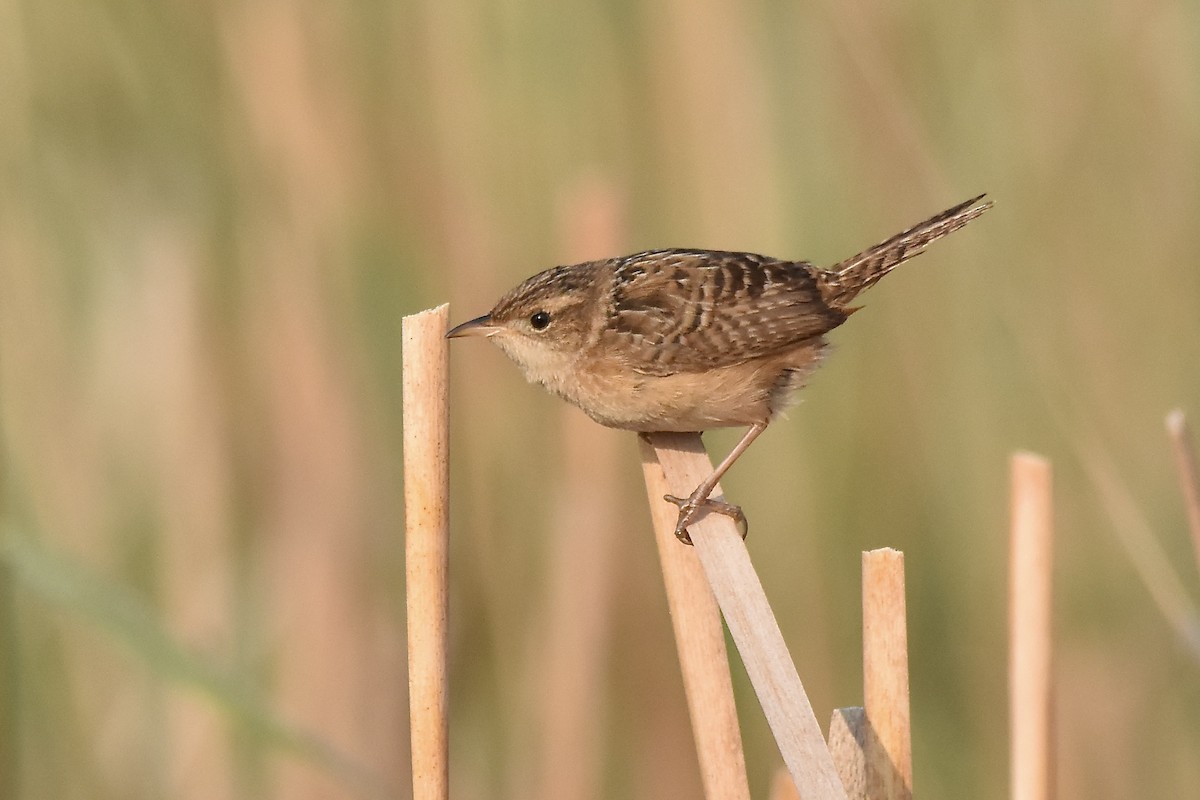 Sedge Wren - ML638698974