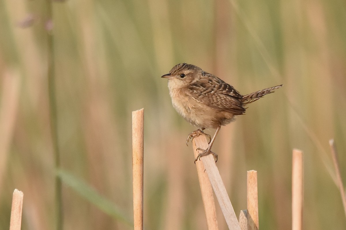 Sedge Wren - ML638698975