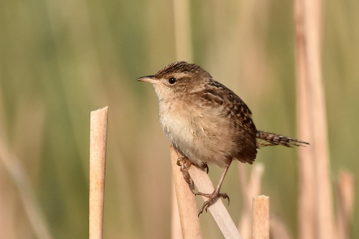 Sedge Wren - ML638698977