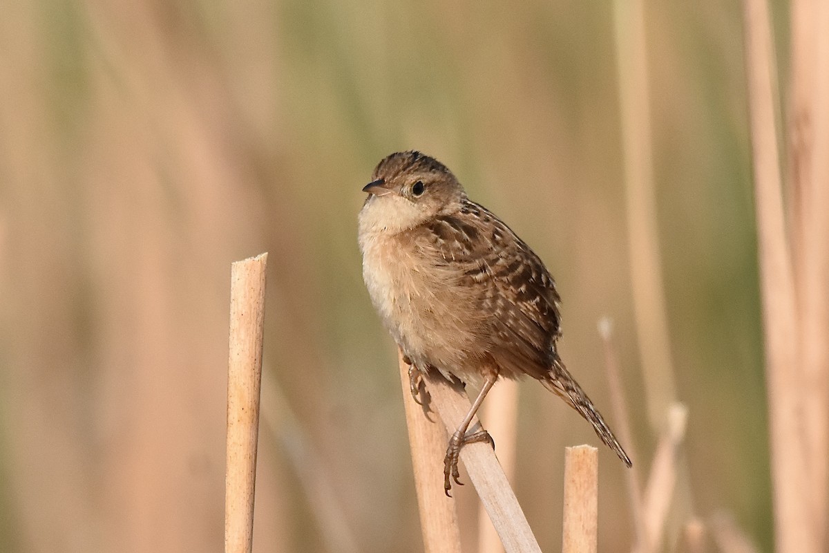 Sedge Wren - ML638698979