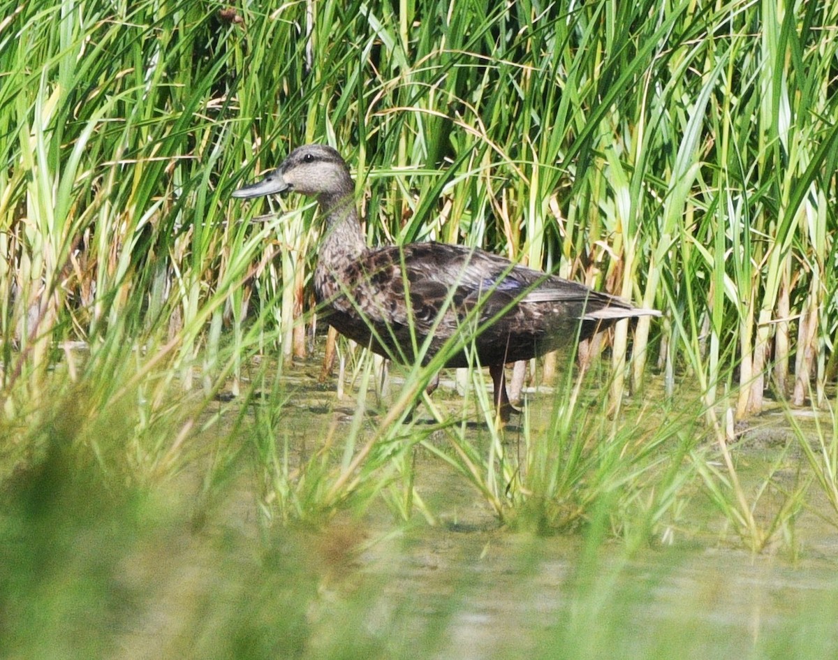 American Black Duck - ML638698986