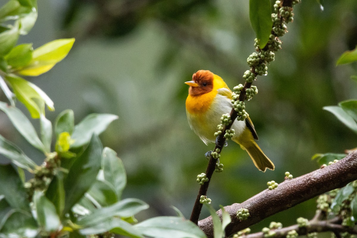 Rufous-headed Tanager - ML638698987