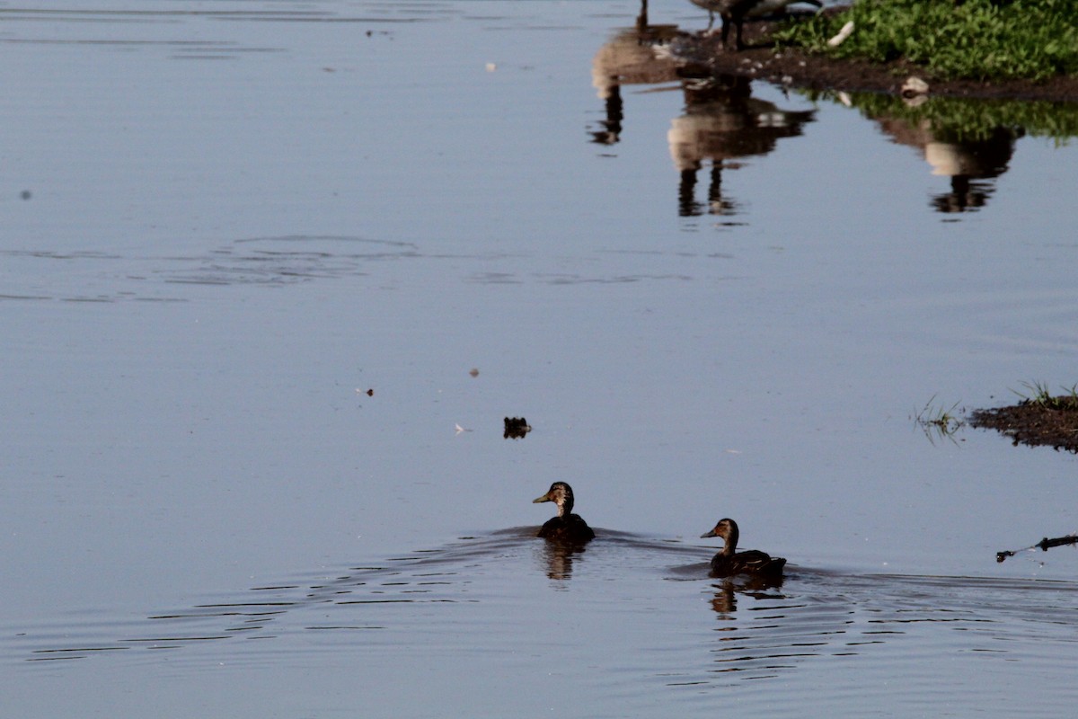 American Black Duck - ML638698989