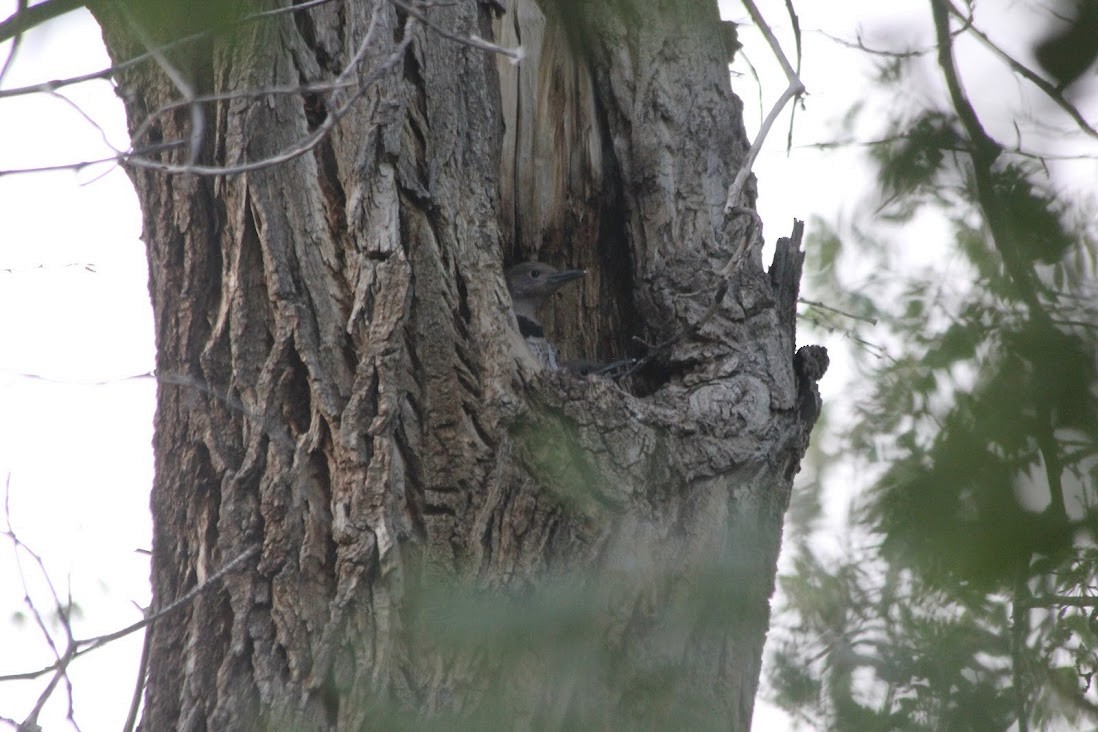 Northern Flicker (Red-shafted) - ML638698996