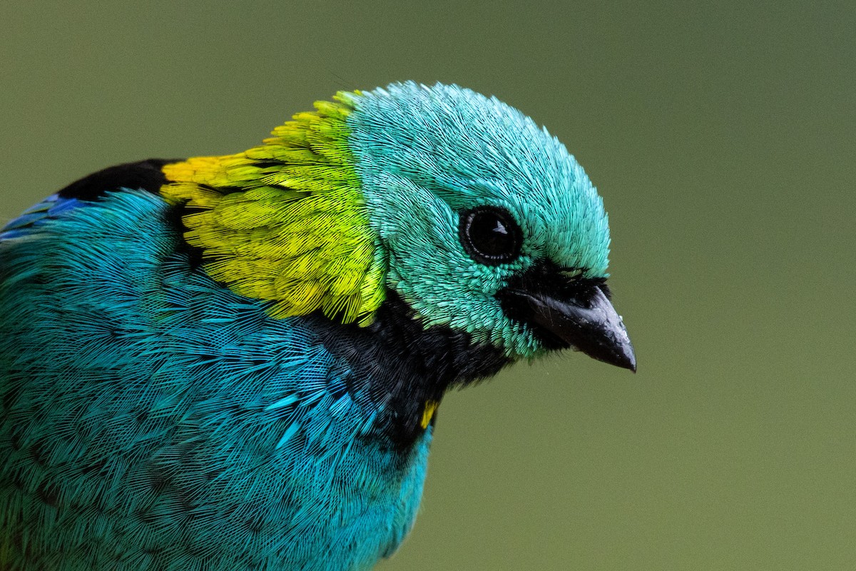 Green-headed Tanager - ML638698997