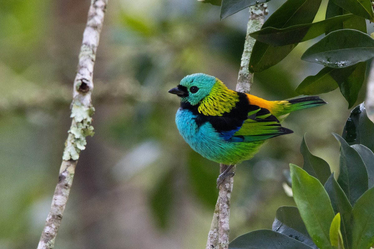 Green-headed Tanager - ML638698998